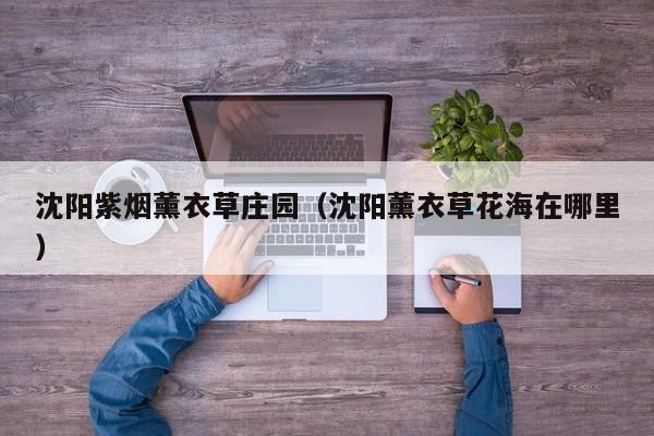 沈阳紫烟薰衣草庄园(沈阳薰衣草花海在哪里)